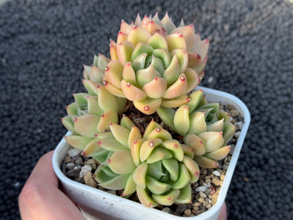 Echeveria agavoides hybrid Imported Succulent Plant