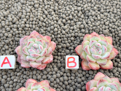 Echeveria Milk Rose Imported Succulent Plant