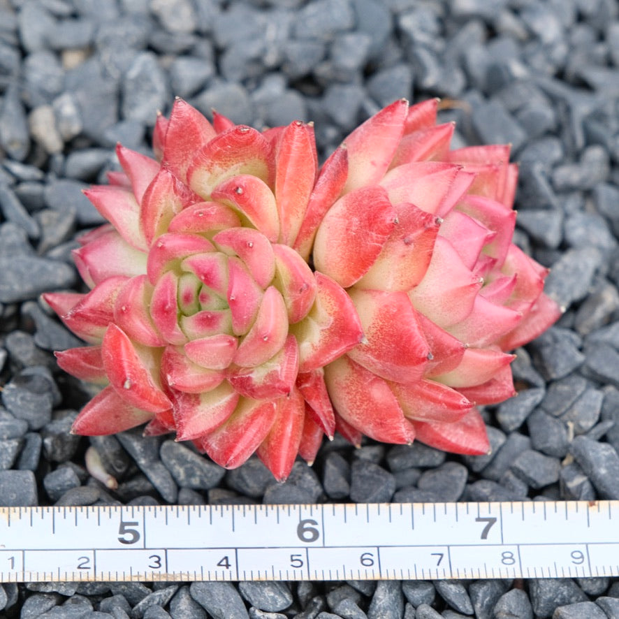 Echeveria Floriditi Imported Succulent Plant