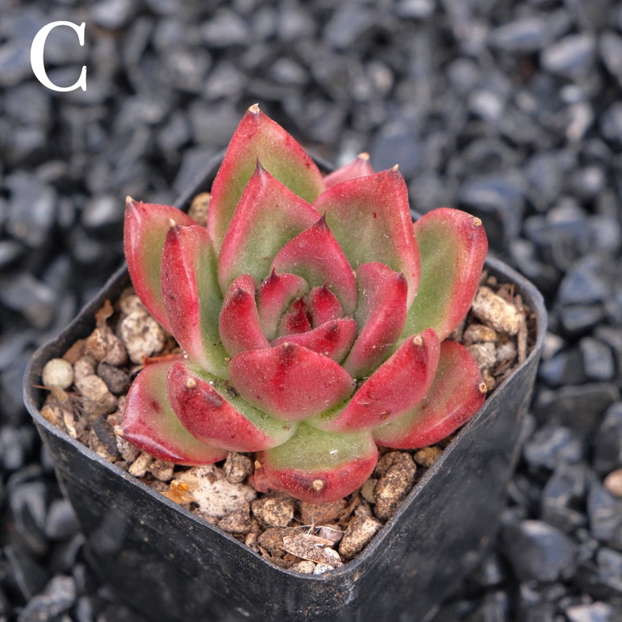 Echeveria Amestro C Korean Imported Succulent Plant