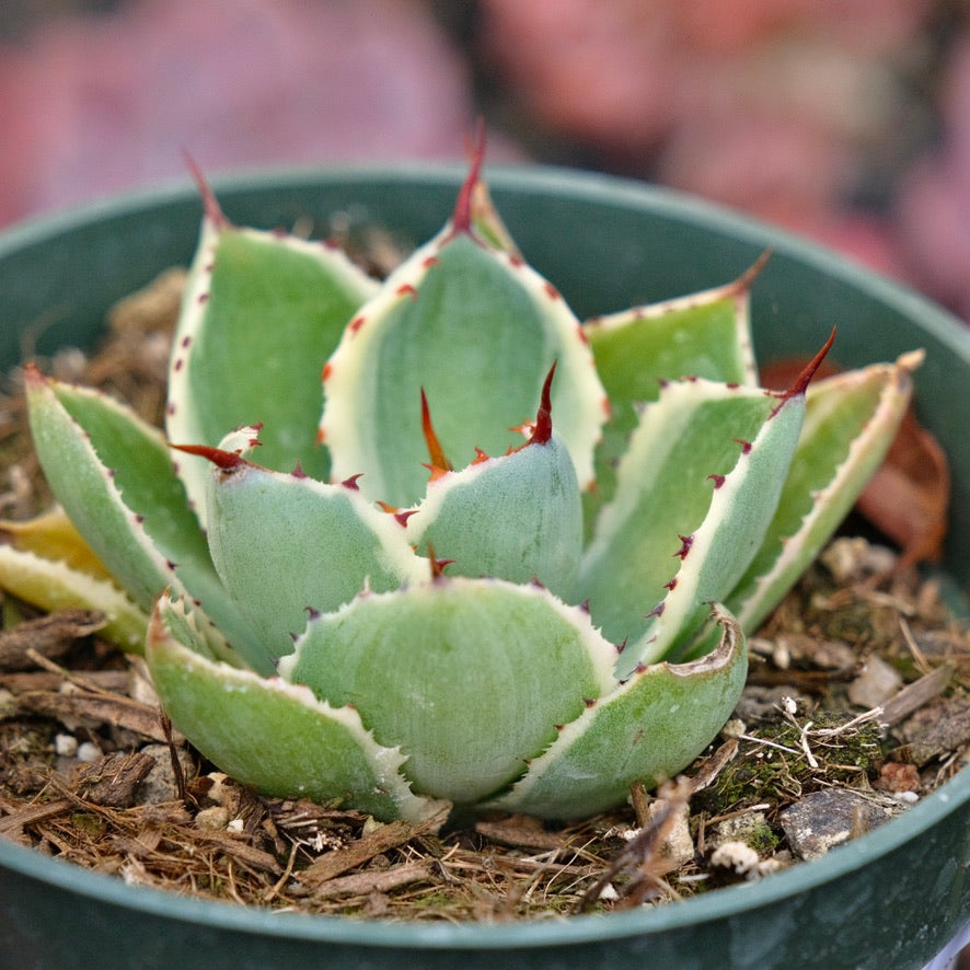 Variegated Agave Cream Spike Succulent Plant