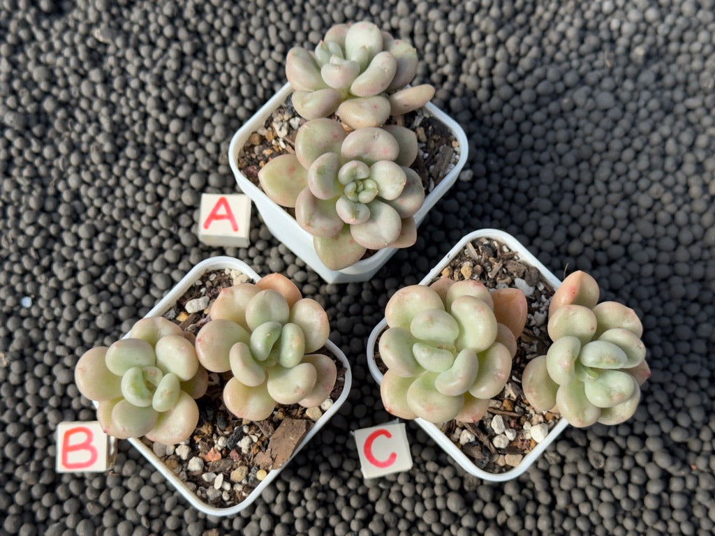 Echeveria Bill Gates Imported Succulent Plant