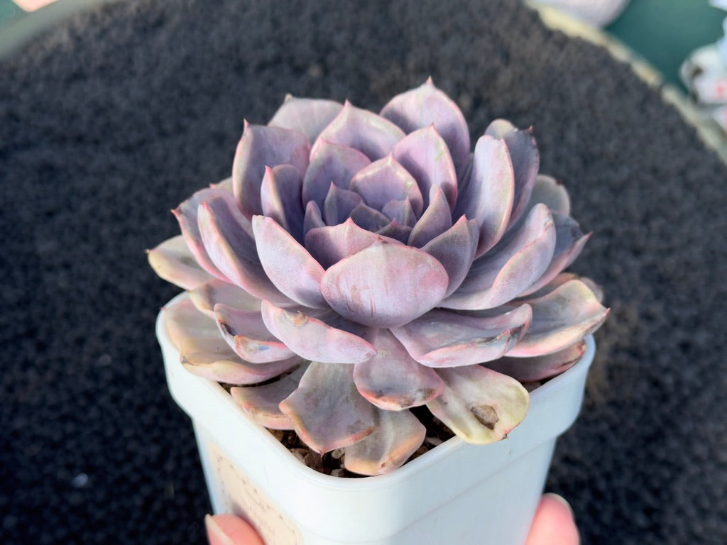 Variegated Echeveria Pink Funky Korean Succulent Plant