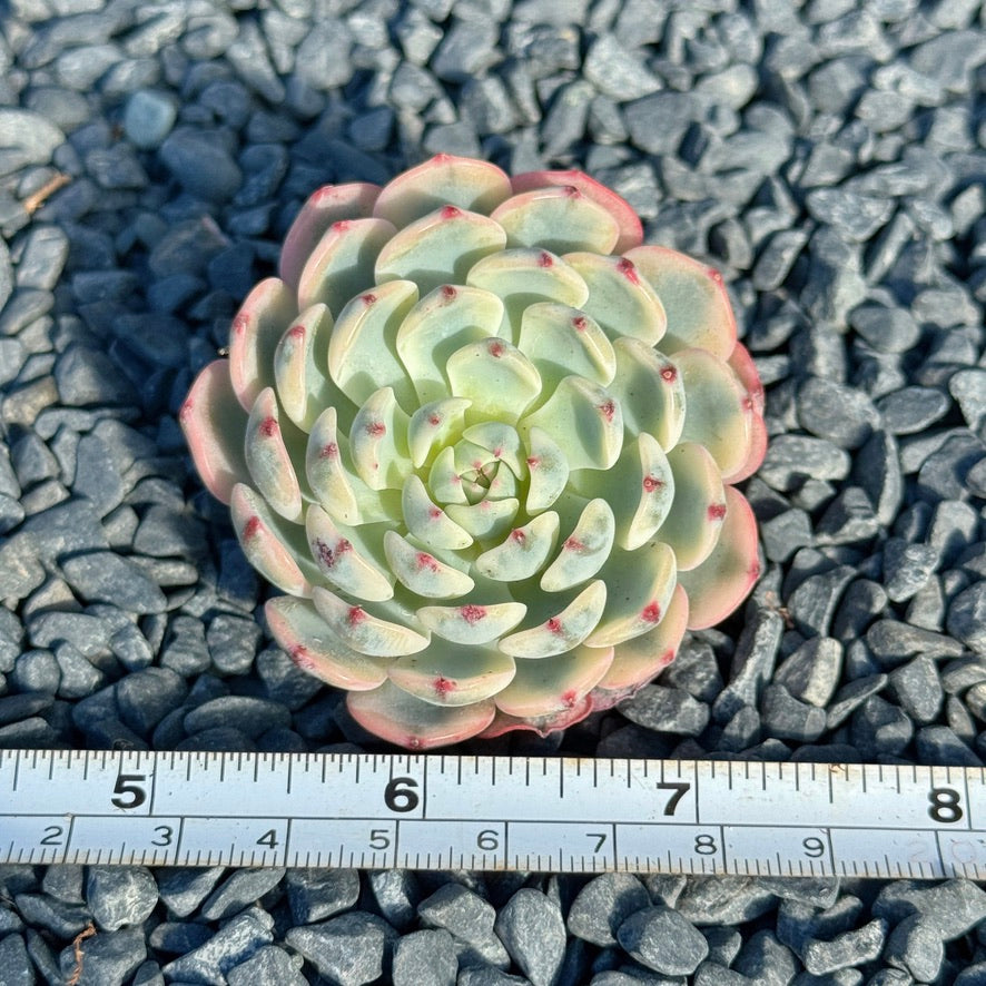 Variegated Echeveria Minima Succulent Plant C
