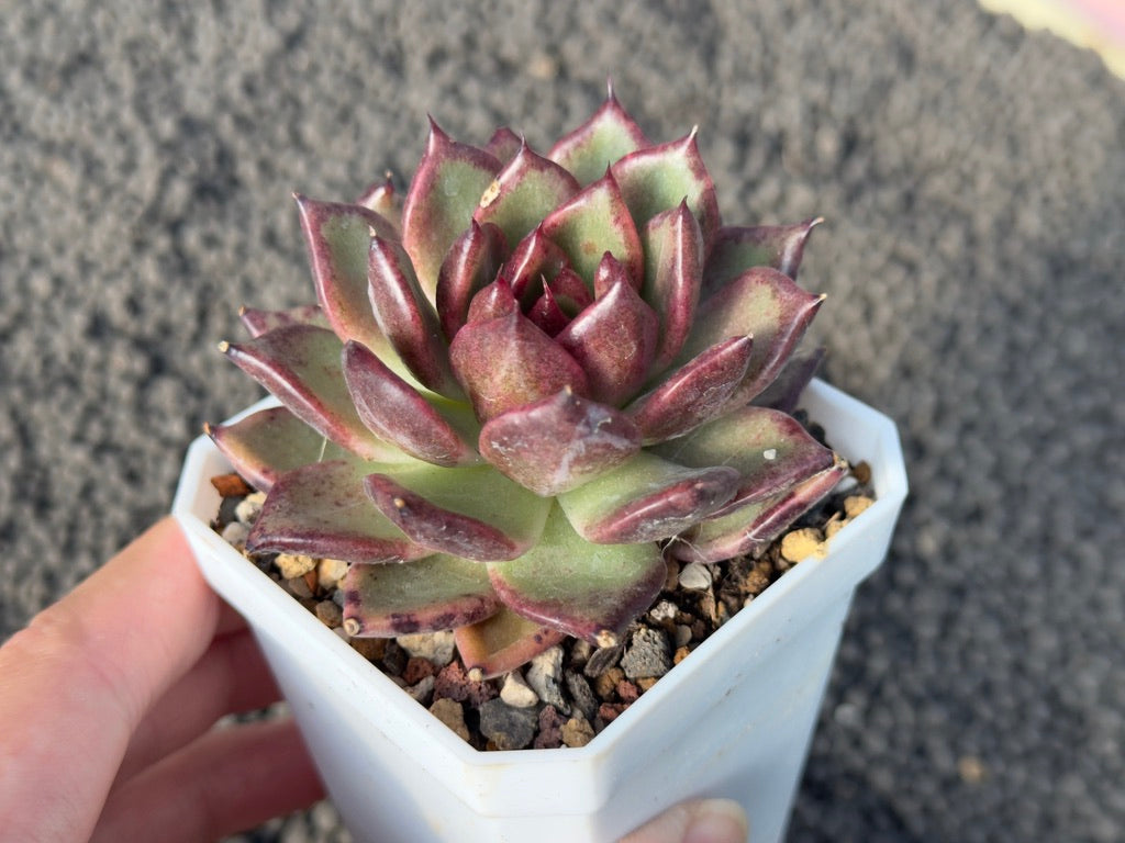 Echeveria Nike Korean Succulent Plant