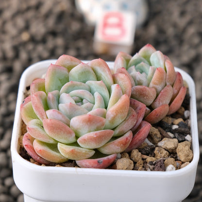 Echeveria White Rose Korean Succulent Plant