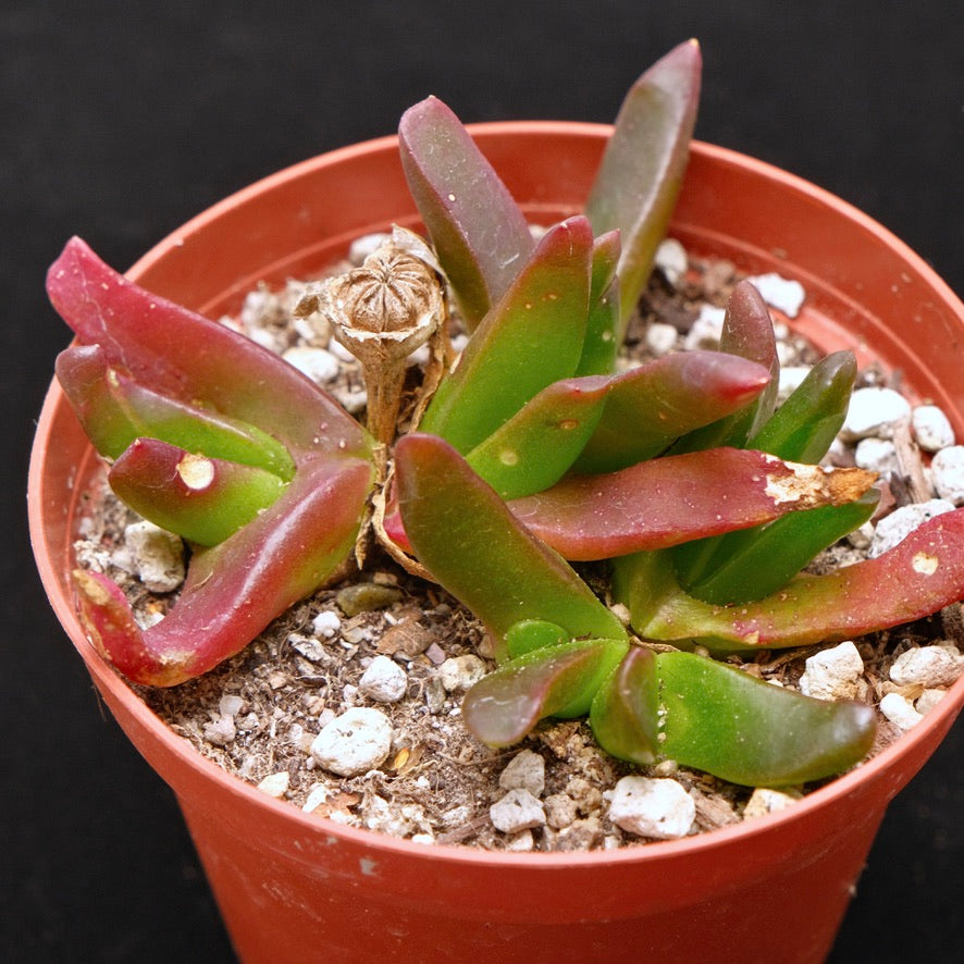 Glottiphyllym nelii Succulent Plant