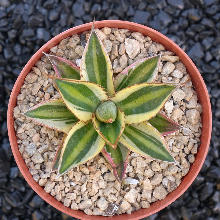 Variegated Agave Quadricolor Succulent Plant