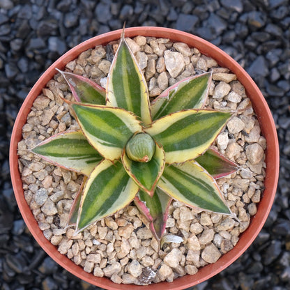 Variegated Agave Quadricolor Succulent Plant
