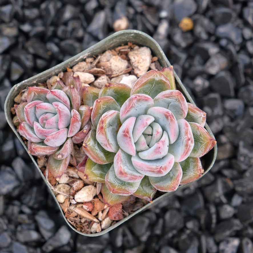 Echeveria Aranjuez A Hwaga hybrid Korean Succulent Plant