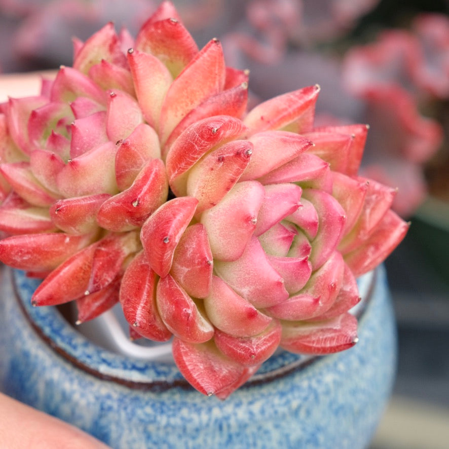 Echeveria Floriditi Imported Succulent Plant
