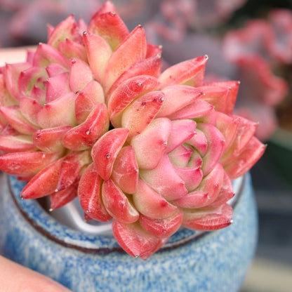 Echeveria Floriditi Imported Succulent Plant