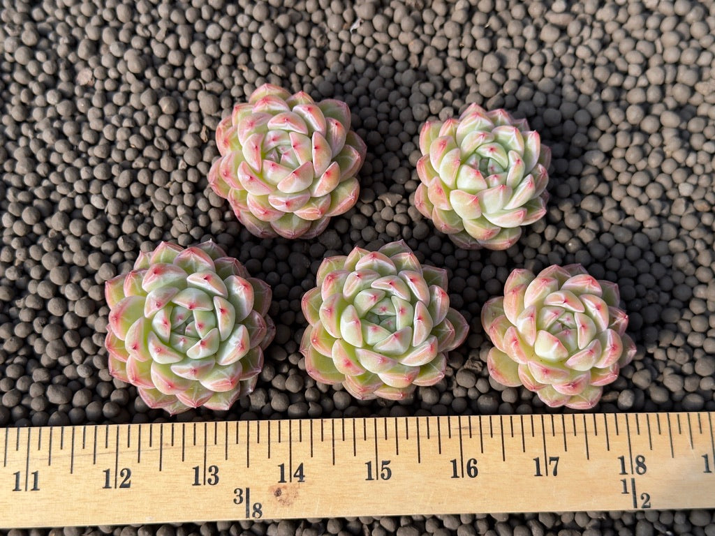 Echeveria Snowflake Jelly Korean Succulent Plant