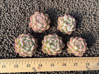 Echeveria Snowflake Jelly Korean Succulent Plant