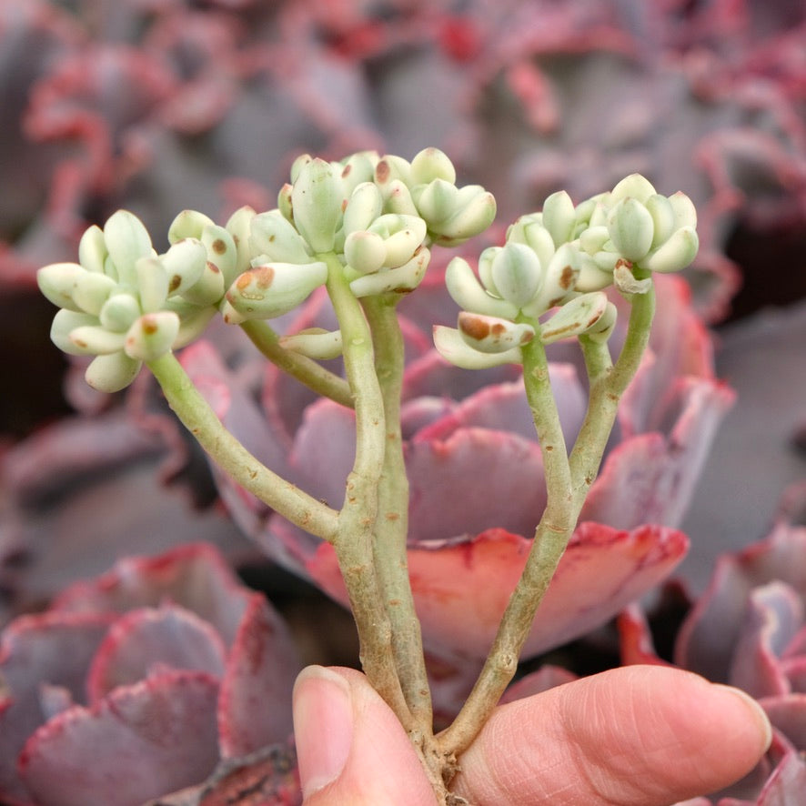 Variegated Echeveria Satang Imported Succulent Plant