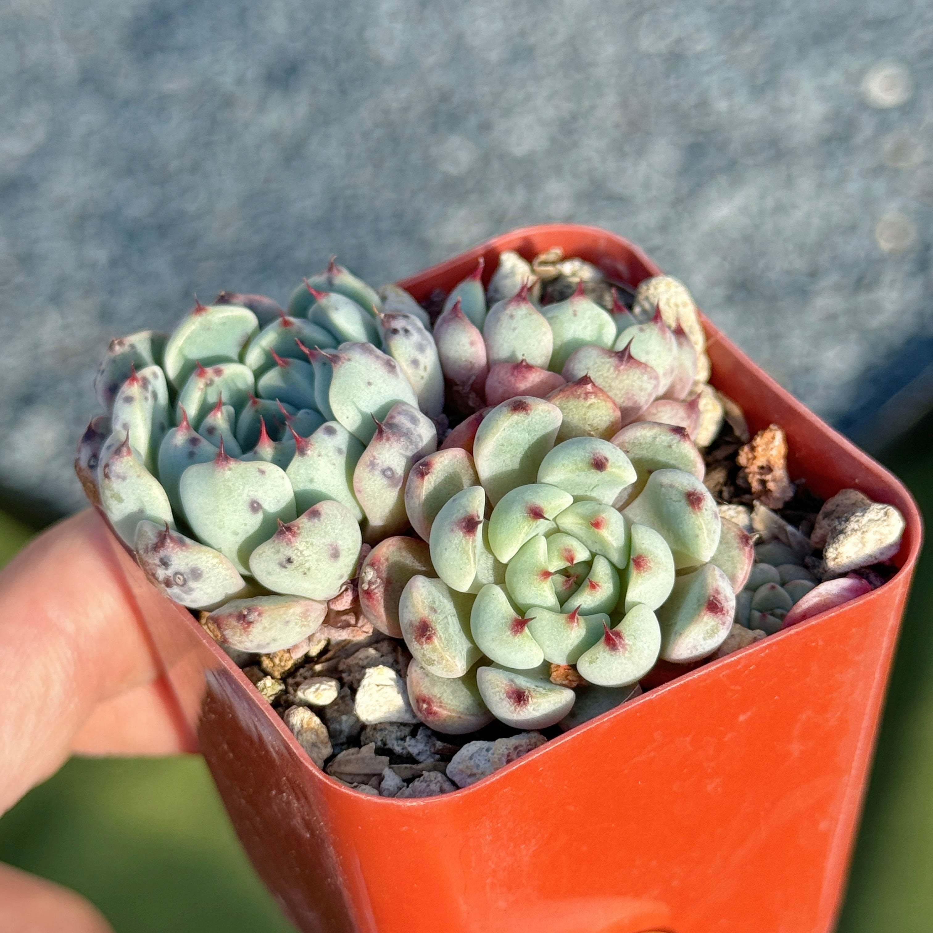 Echeveria Indigo Mini Korean Succulent Plant Hwaga hybrid