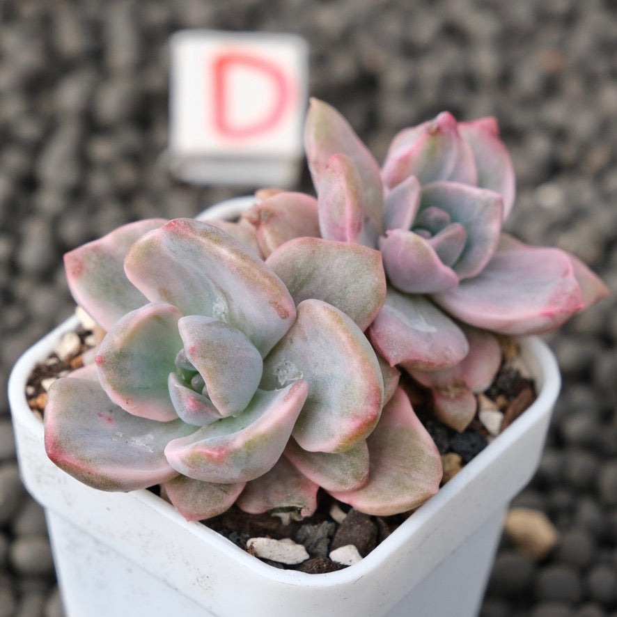 Variegated Graptoveria Mrs. Richards Imported Succulent Plant