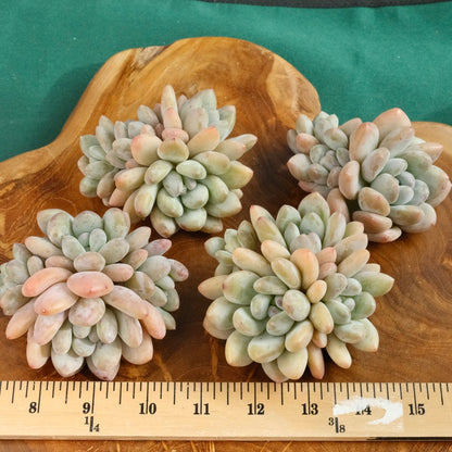 Pachyphytum Frevel cluster Imported Succulent Plant (4 heads)
