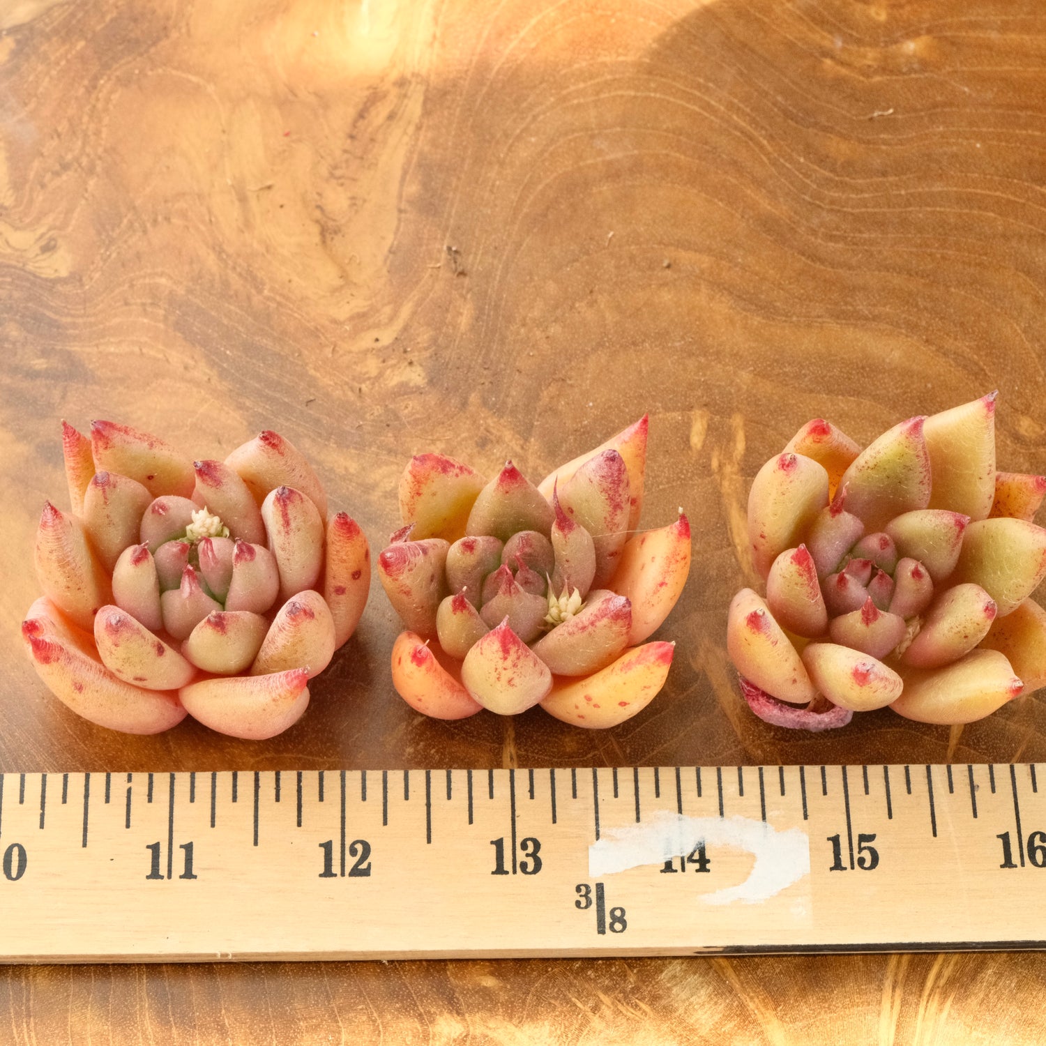 Echeveria Gumiho Korean Succulent Plant Mam and Sister hybrid