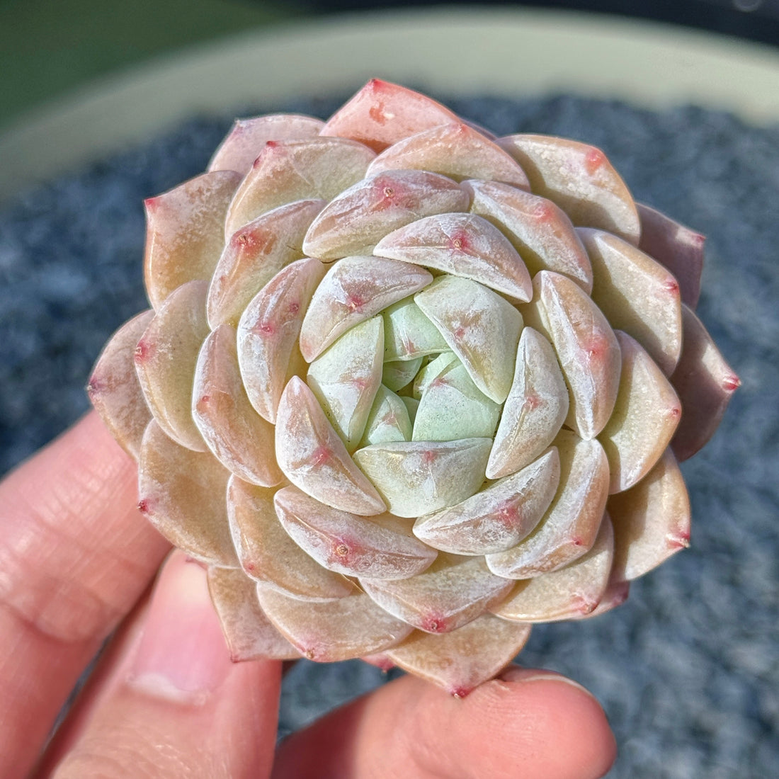 Echeveria Mystery Hybrid Succulent Plant F