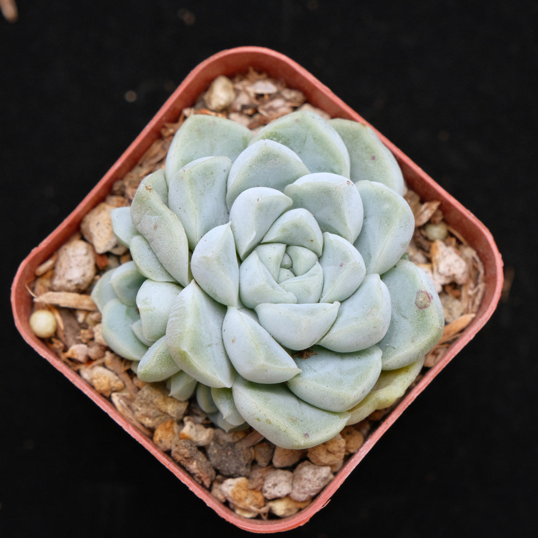 Echeveria Dodoli Korean Succulent Plant (No drops yet)