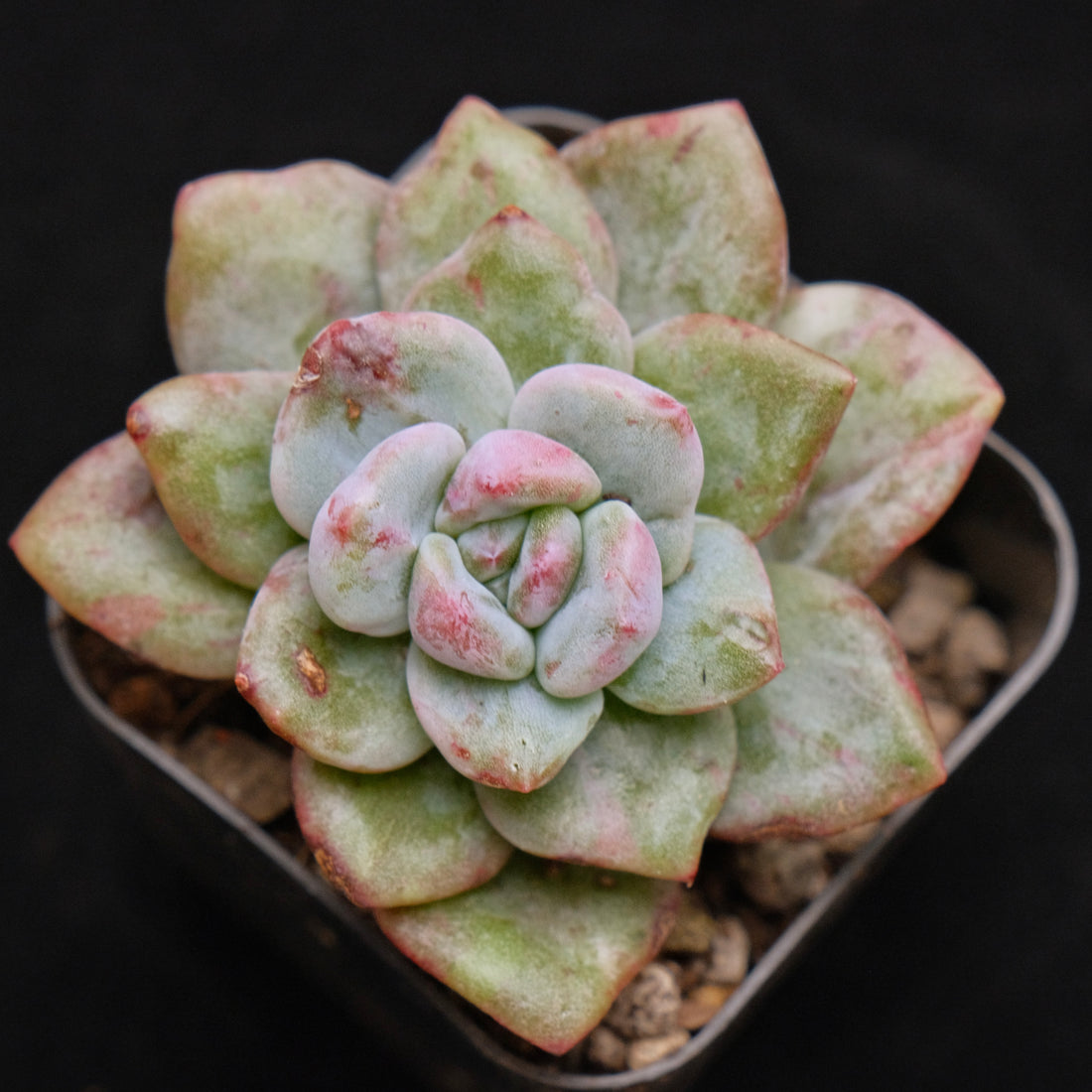 Monstrose Echeveria Champaign Korean Succulent Plant