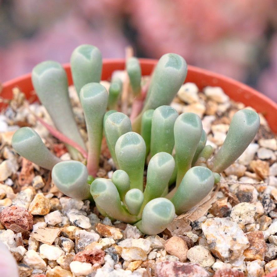 Fenestraria Baby Toes Succulent Plant