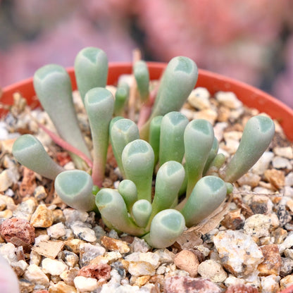 Fenestraria Baby Toes Succulent Plant