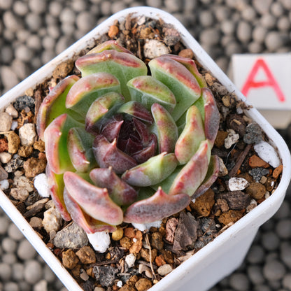 Variegated Echeveria Blueberry Latte Korean Succulent Plant