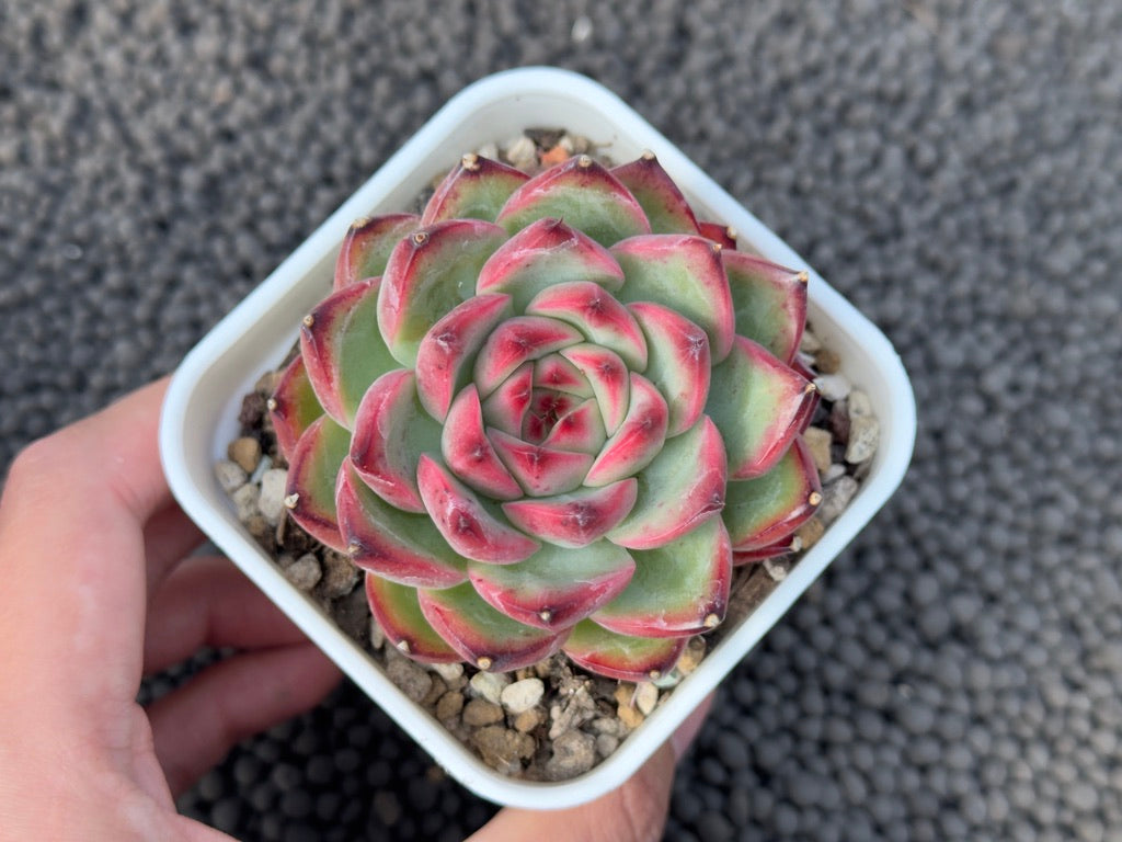 Echeveria Fire Pillar Imported Succulent Plant