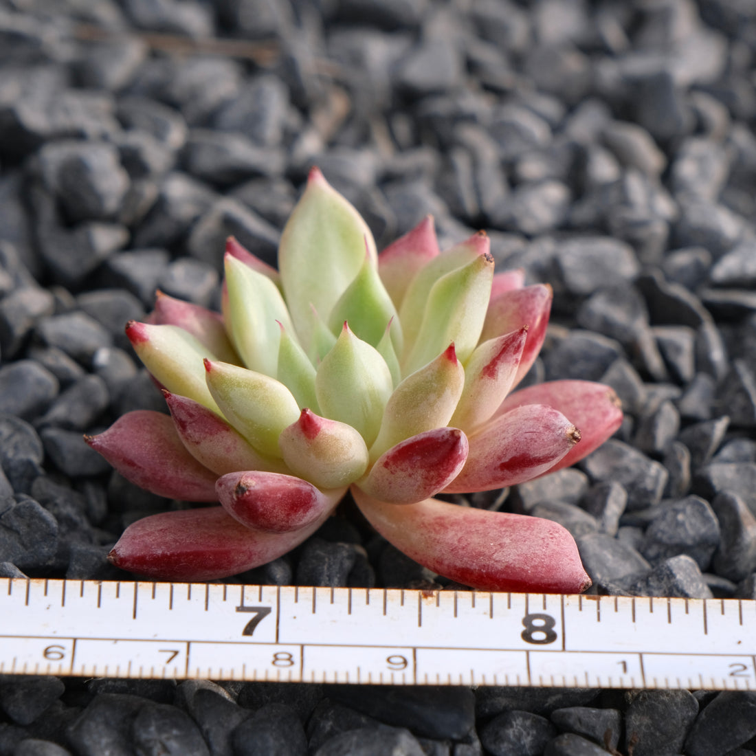 Echeveria Ametrine No. 2 Korean Succulent Plant Rare Hwaga hybrid