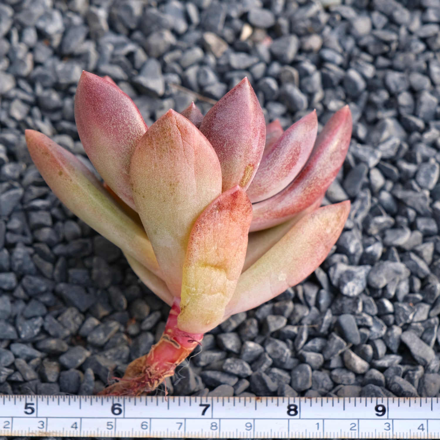tulip succulent Echeveria Pink Tulip Korean Succulent Plant