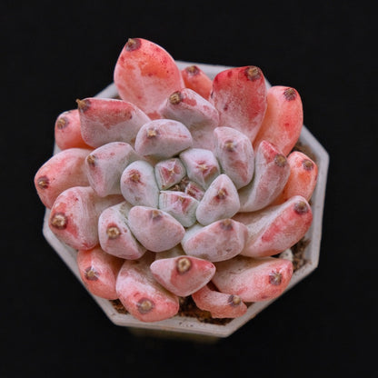 Echeveria Bijou Korean Succulent Plant