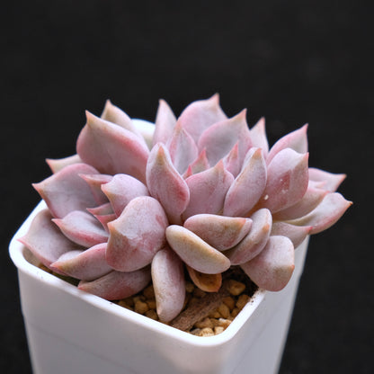Echeveria Pastel Leon Korean Succulent Plant