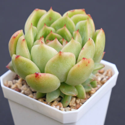 Echeveria agavoides hybrid Succulent Plant