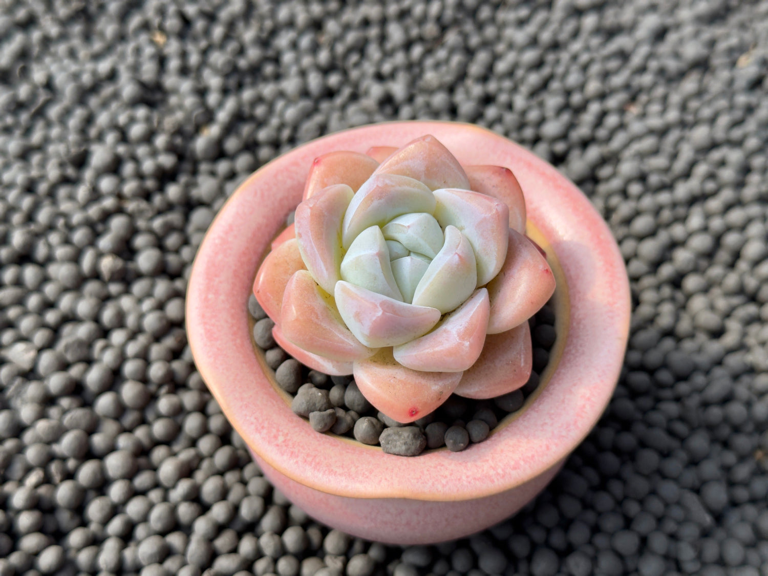 Echeveria Ice Green Imported Succulent Plant