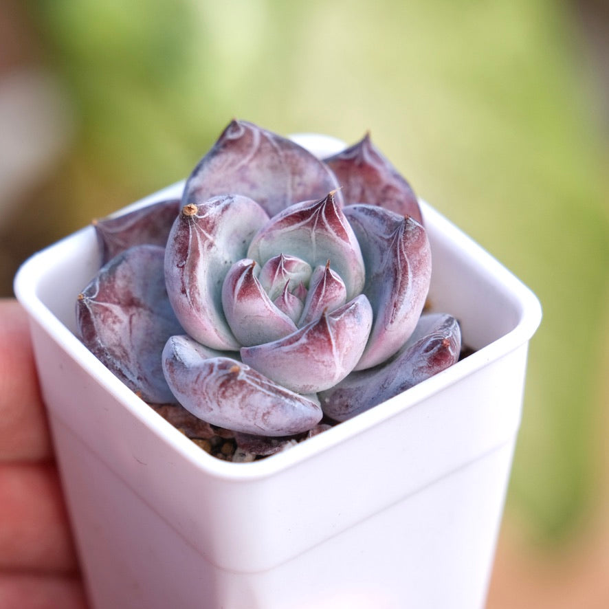 Echeveria Black Sabbath Korean Succulent Plant