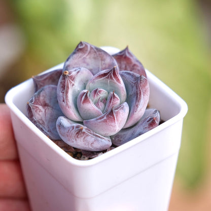 Echeveria Black Sabbath Korean Succulent Plant