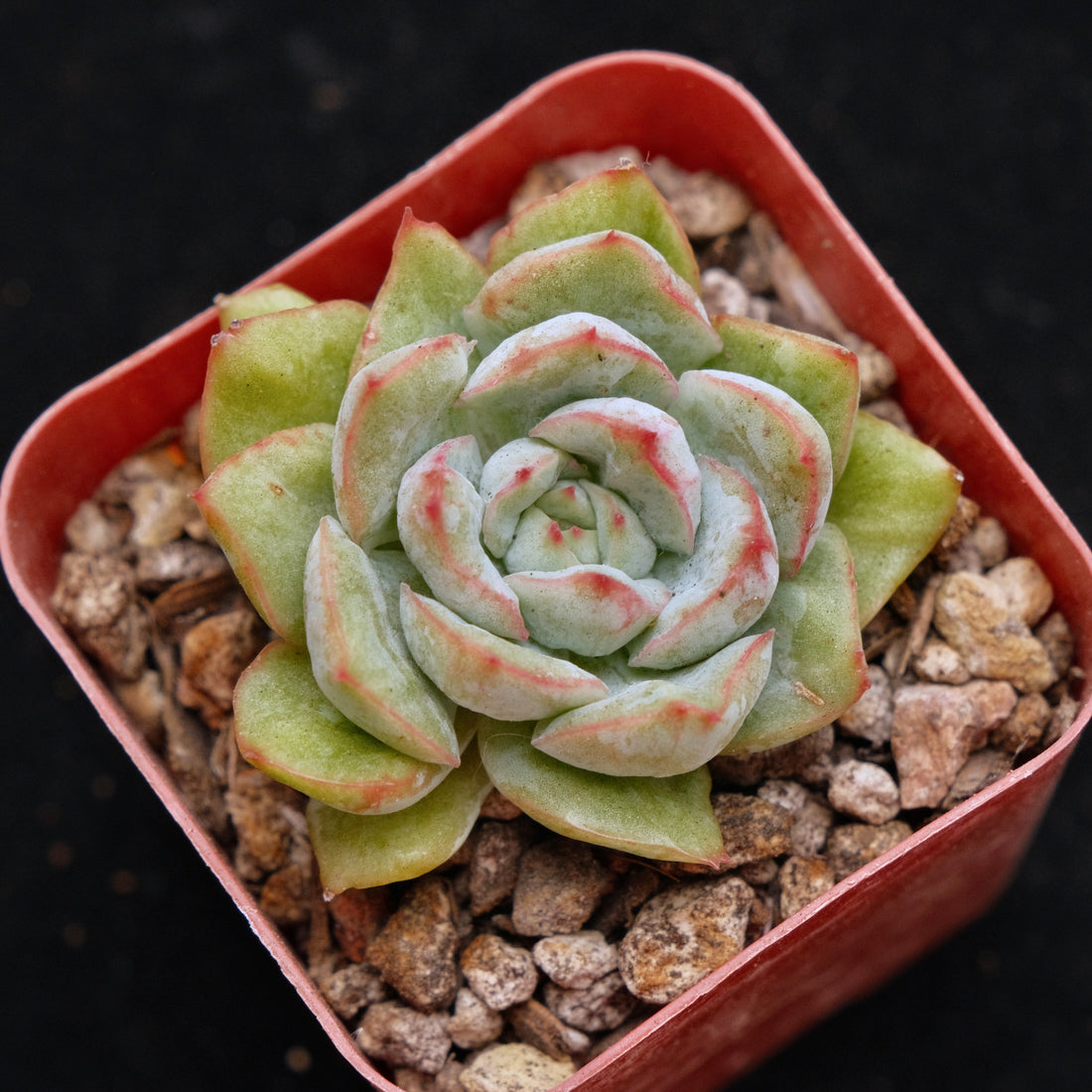 Variegated Echeveria hybrid Korean Succulent Plant