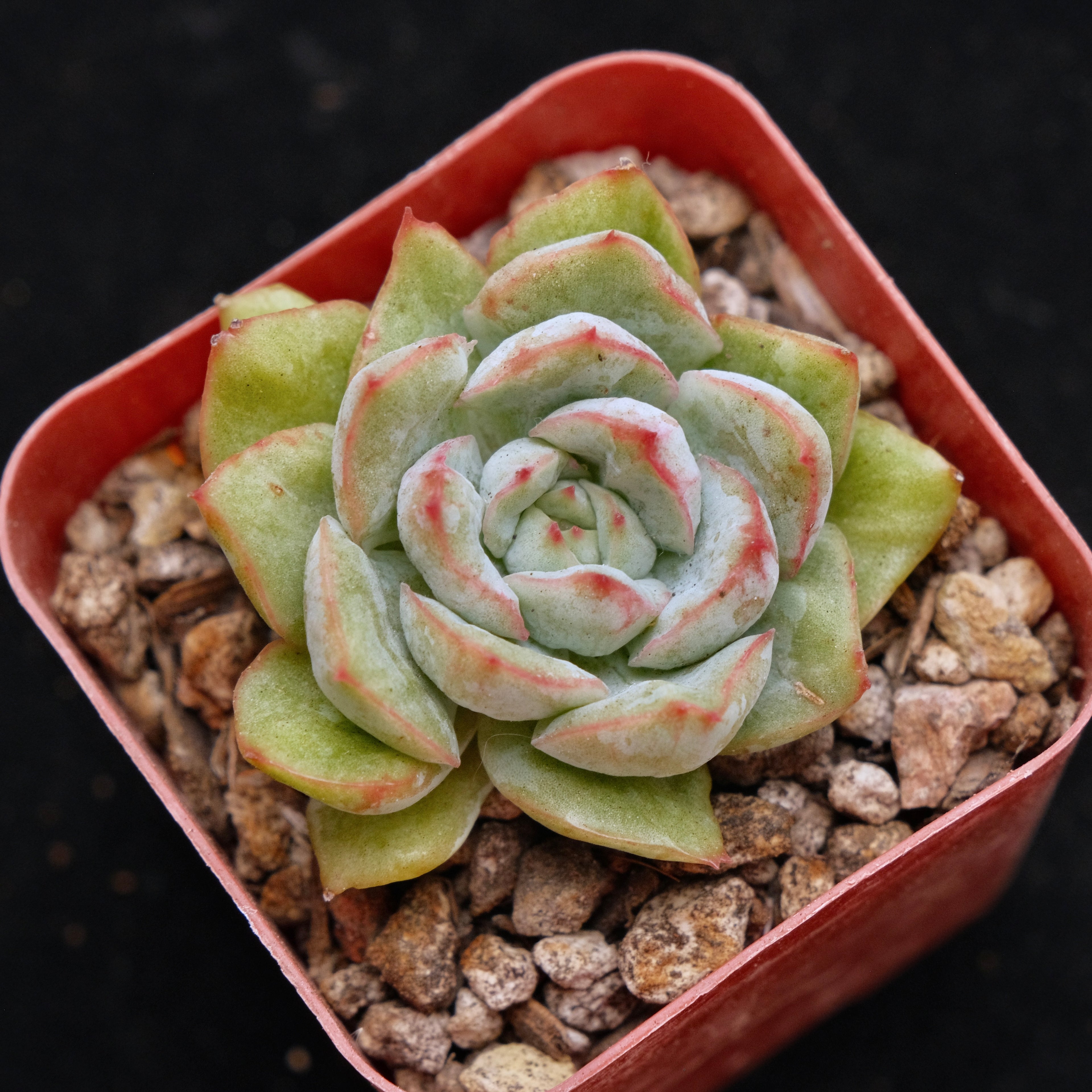 Variegated Echeveria hybrid Korean Succulent Plant