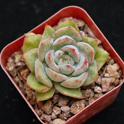 Variegated Echeveria hybrid Korean Succulent Plant