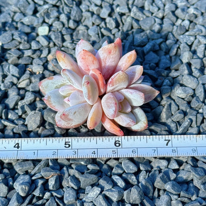 Echeveria Trumso Succulent Plant D