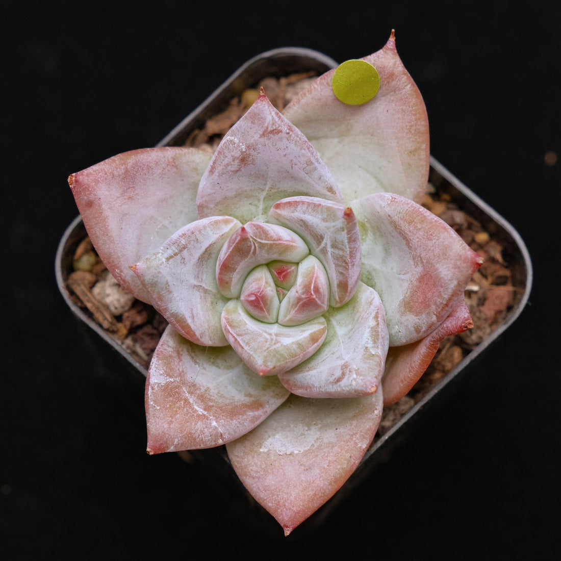 Echeveria Ice Muscle Korean Succulent Plant