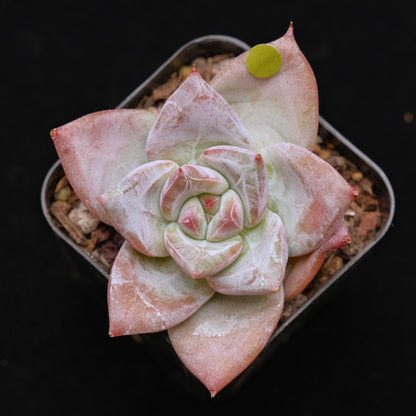 Echeveria Ice Muscle Korean Succulent Plant