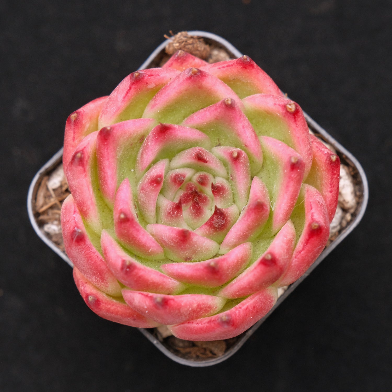 Echeveria Shulan Korean Succulent Plant