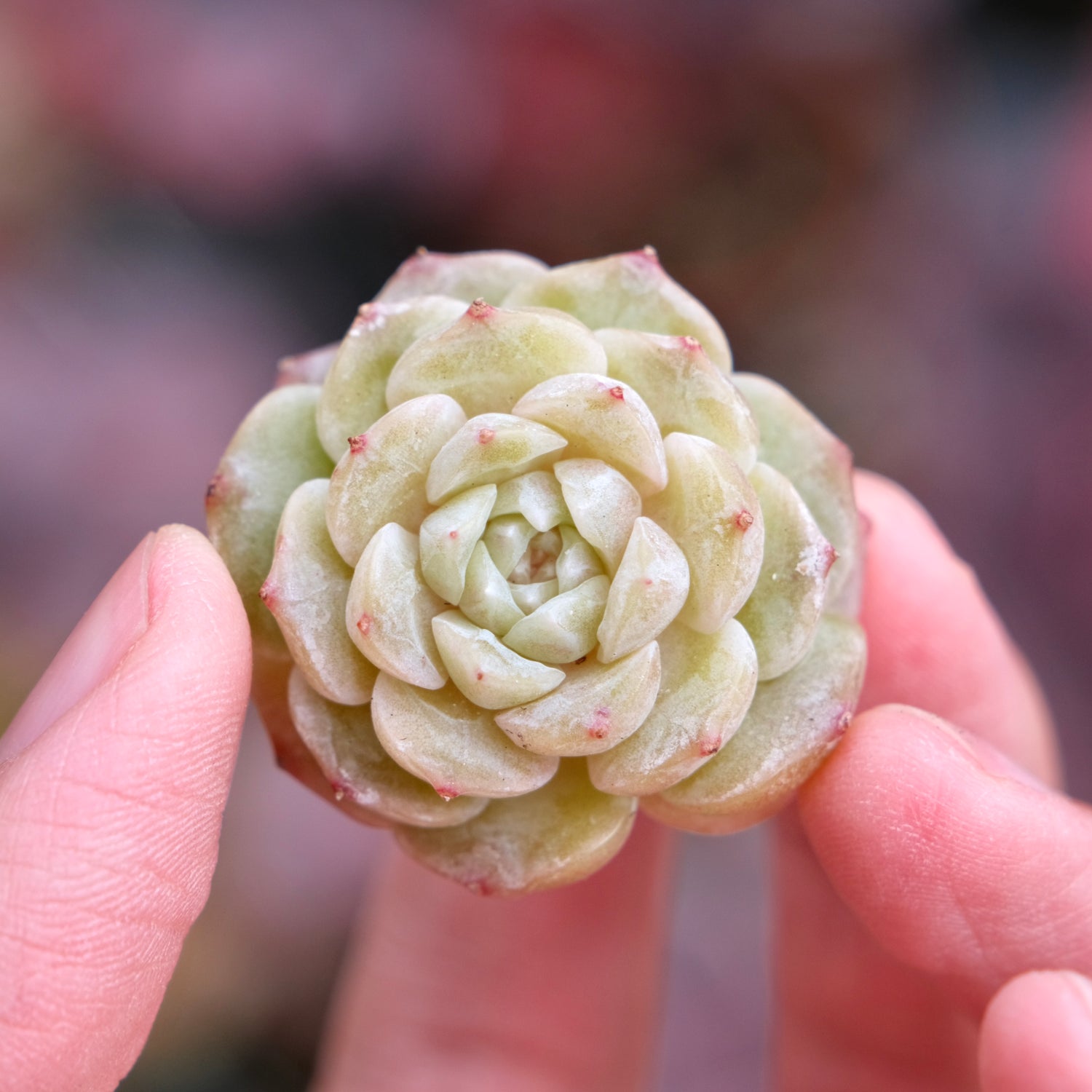 changhee succulent Echeveria Pure Love Korean Succulent Plant Changhee hybrid