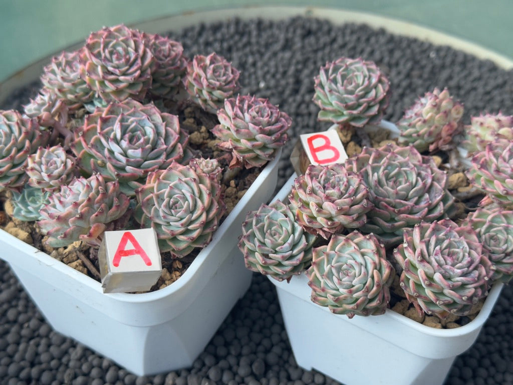 Echeveria Halbingeri Imported Succulent Plant