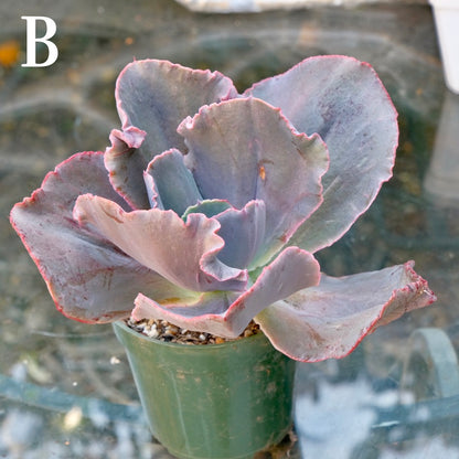 Monstrose Echeveria hybrid - Very Rare Dick Wright hybrid - B