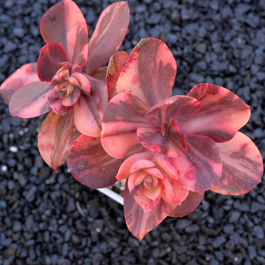 Big Variegated Echeveria Primadonna Korean Succulent Plant