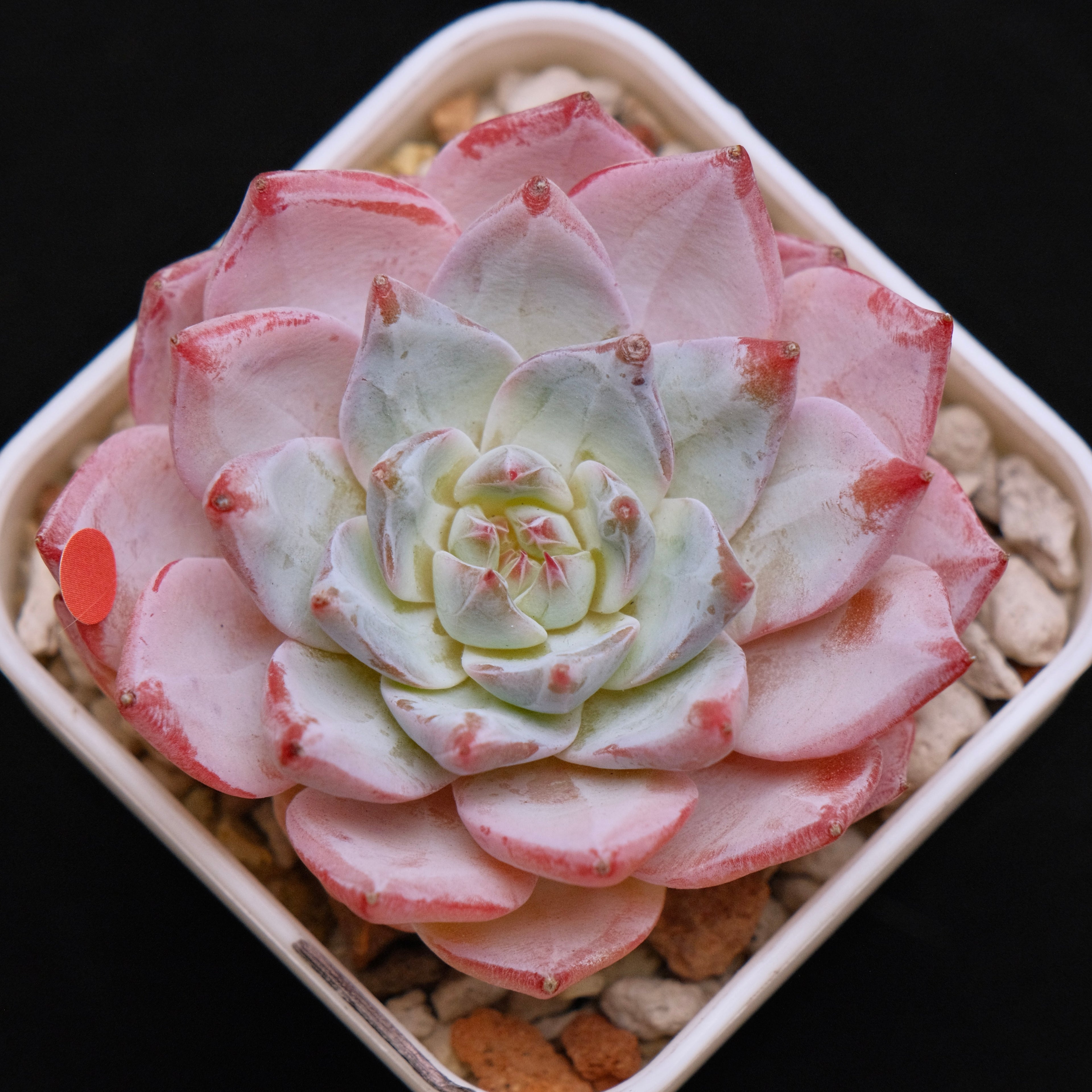 Echeveria Blue Bird Korean Succulent Plant